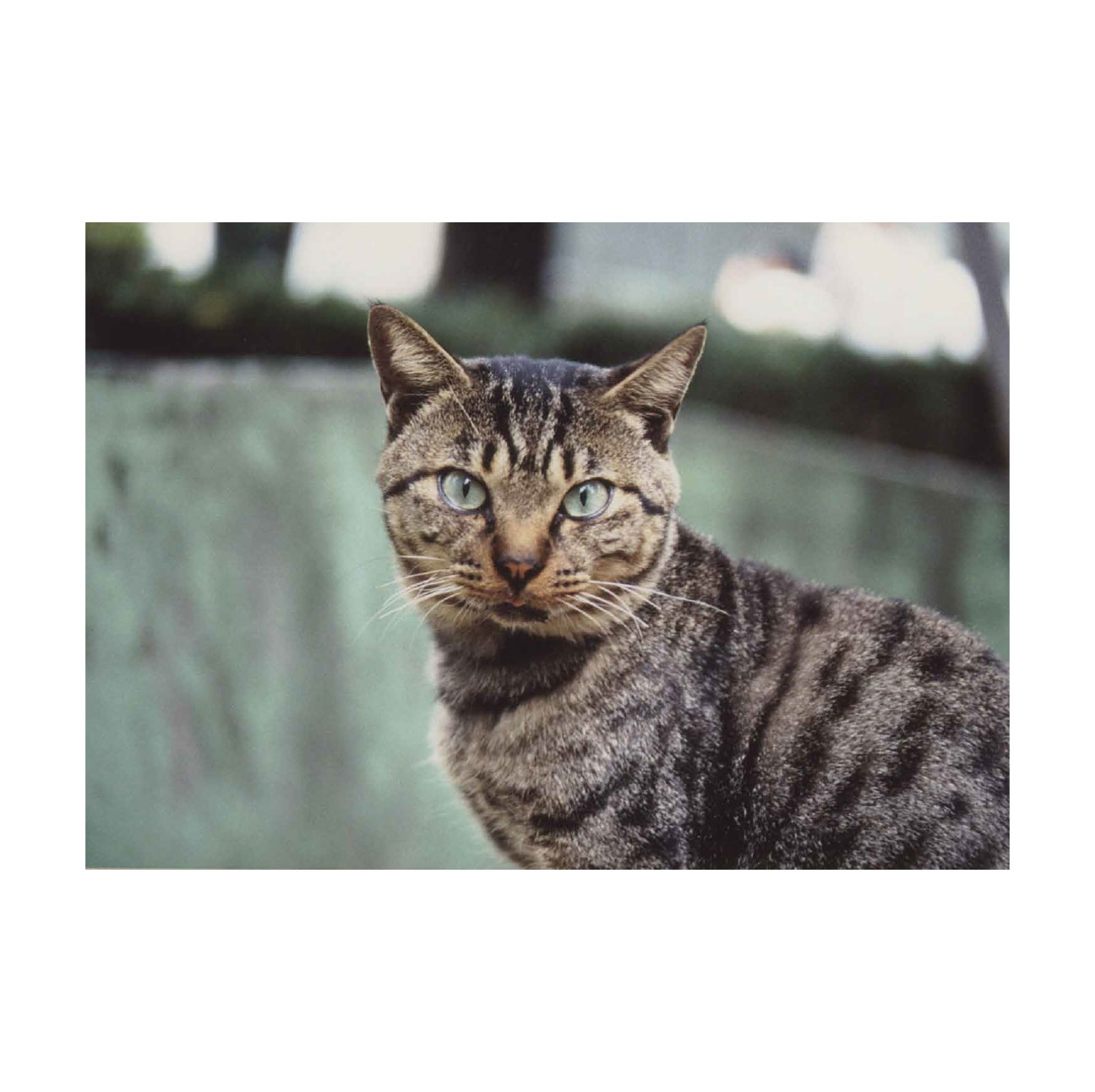 猫の恩返し