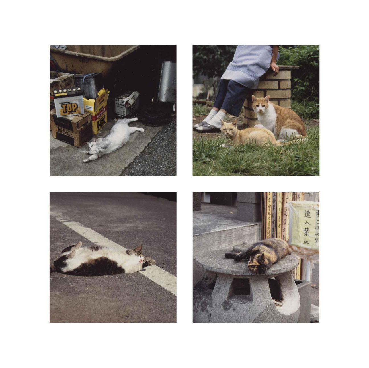 猫の恩返し