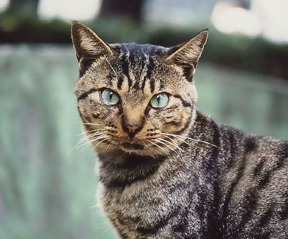 猫の恩返し